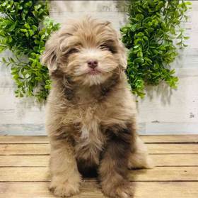 Mini Aussiedoodle