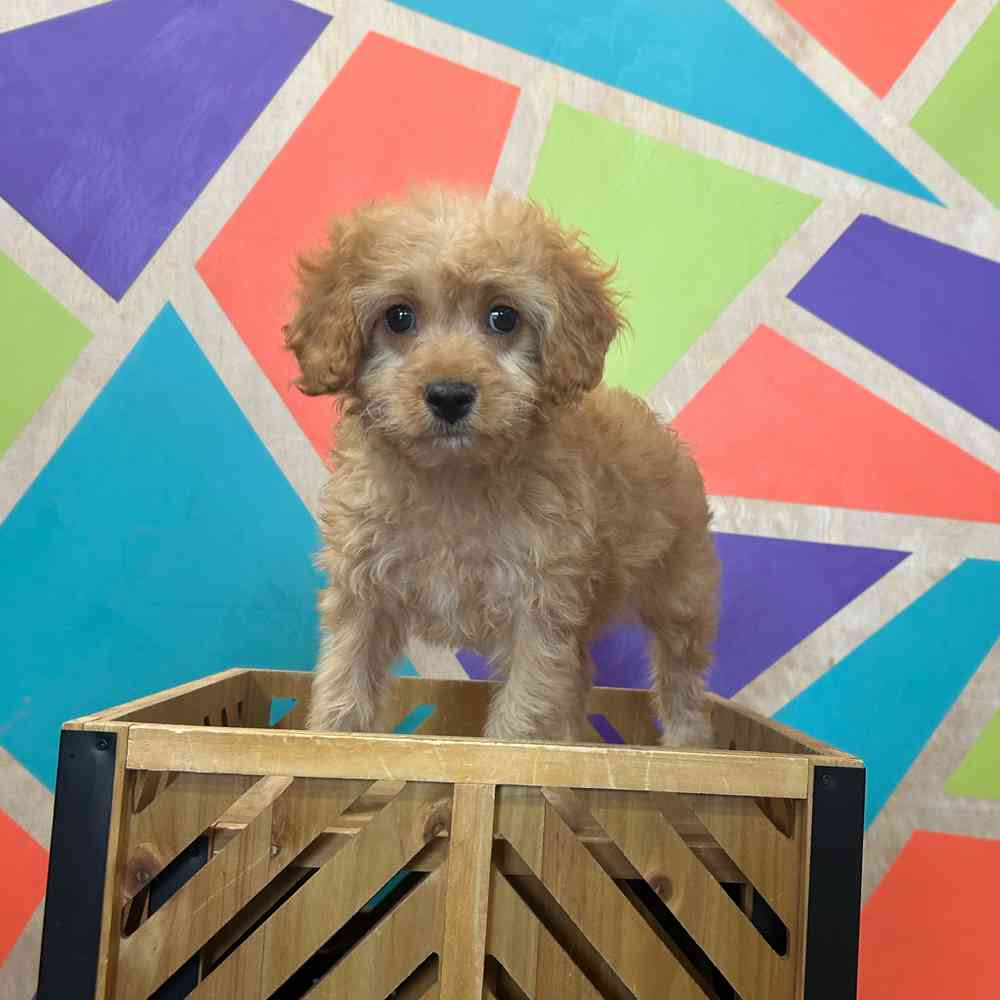Image of a pet breed in the gallery