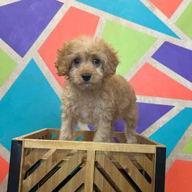 Cavapoo