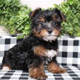 Yorkie-Poo