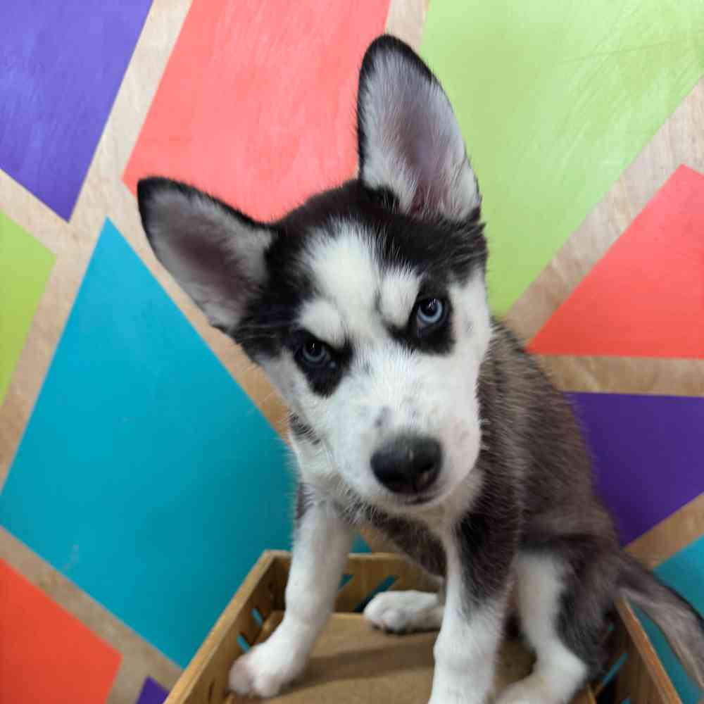 carousel pet images