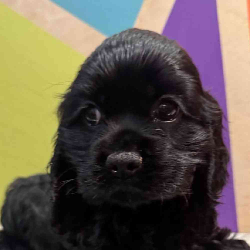 Male Cocker Spaniel Puppy for Sale in Rogers, AR
