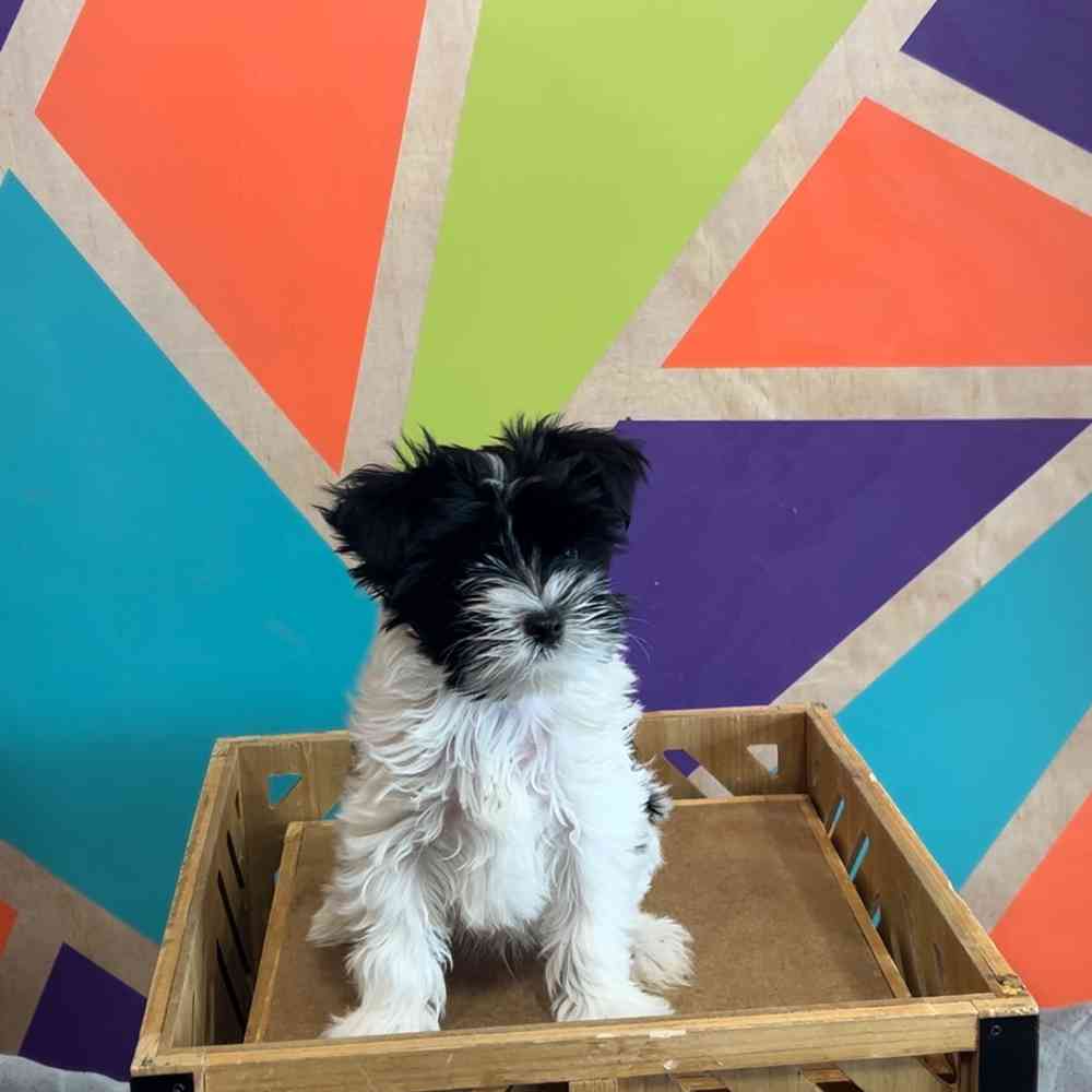 Image of a pet breed in the gallery
