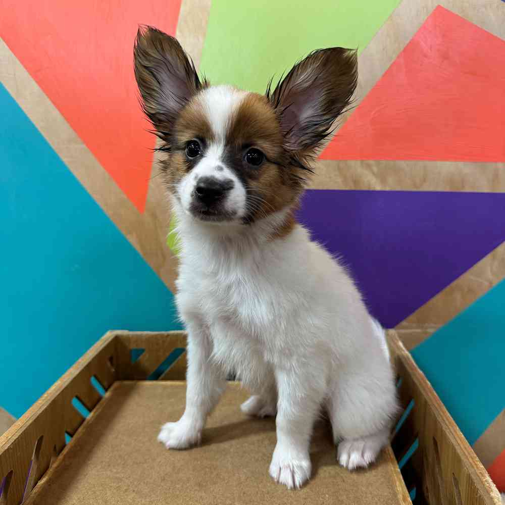 Image of a pet breed in the gallery