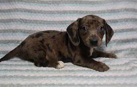 Dachshund