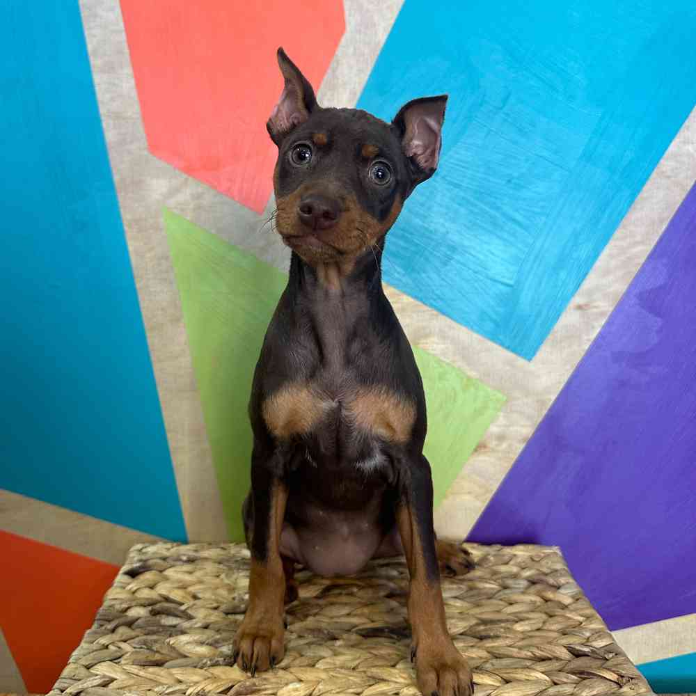 carousel pet images