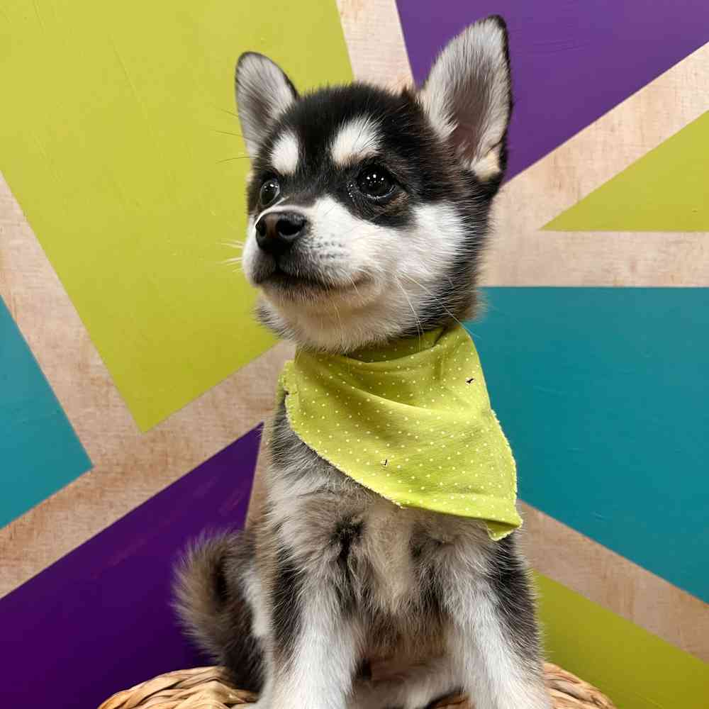 carousel pet images