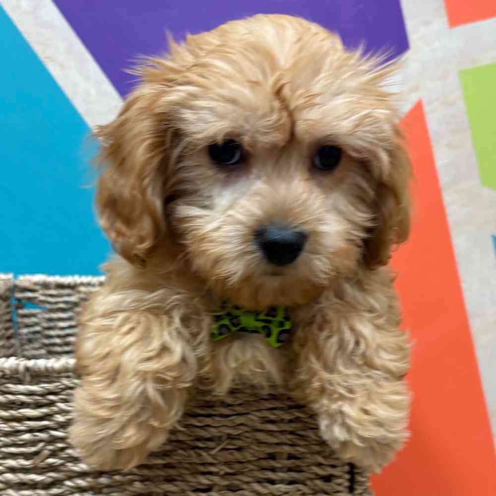 carousel pet images