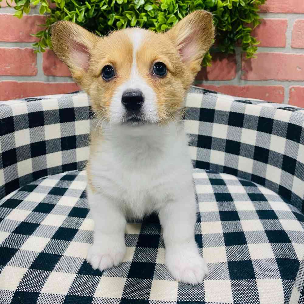 carousel pet images