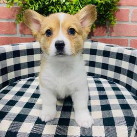 Pembroke Welsh Corgi