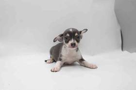 Chihuahua