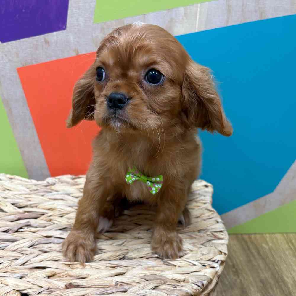 carousel pet images