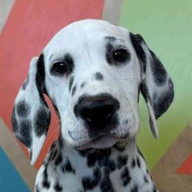 Dalmatian