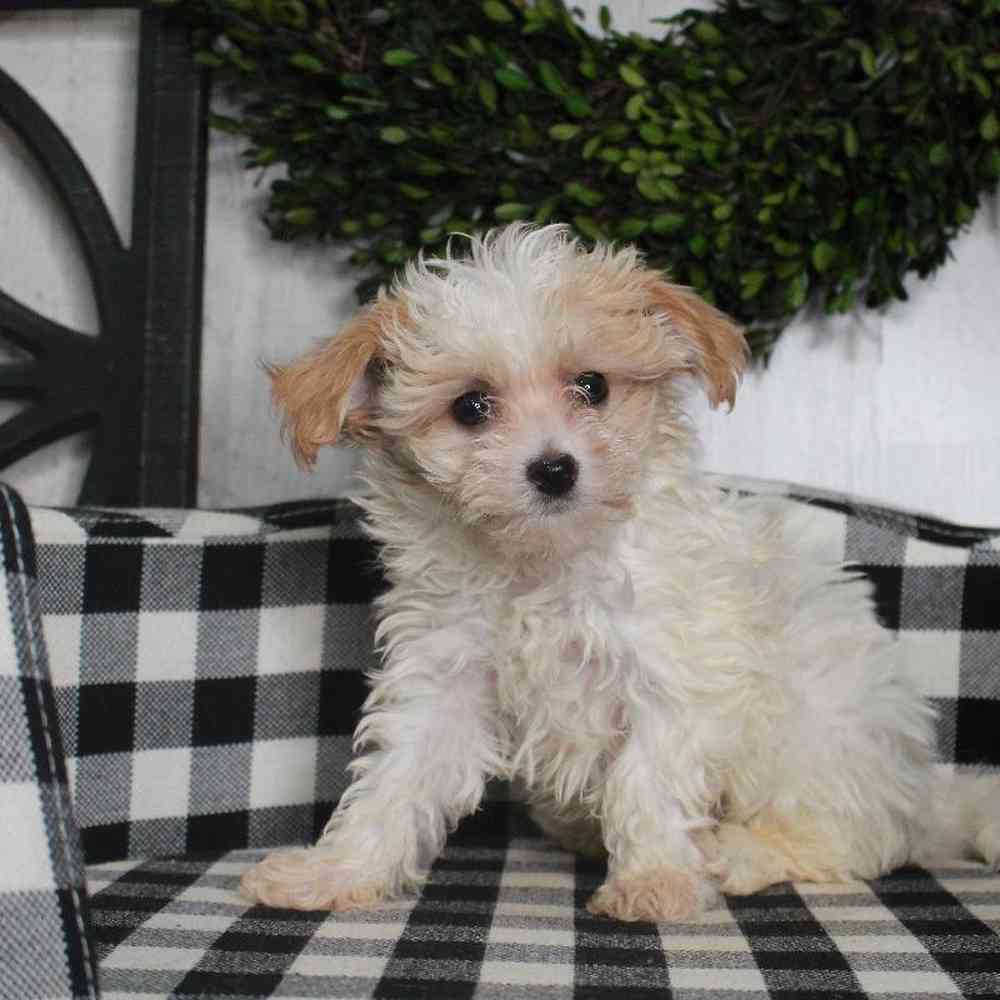 Male Maltipoo Puppy for sale