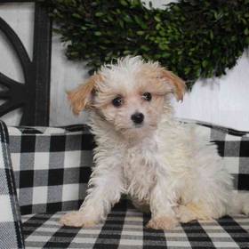 Maltipoo