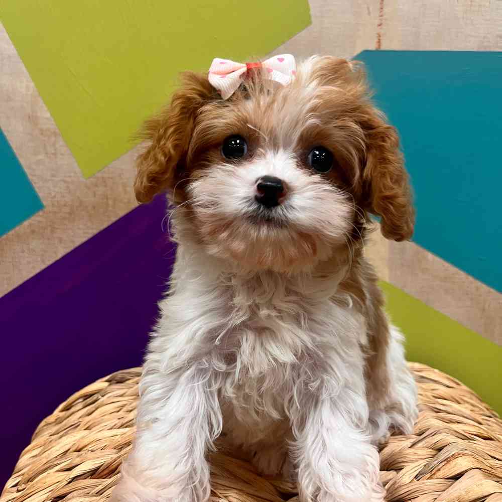 carousel pet images
