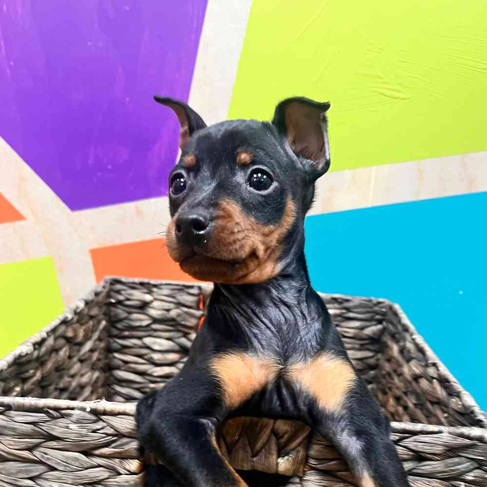 carousel pet images