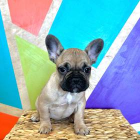 French Bulldog