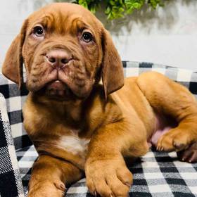 Dogue De Bordeaux