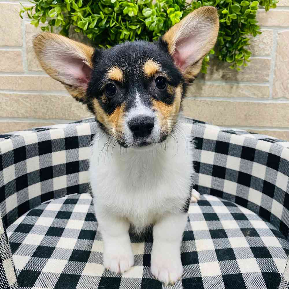 carousel pet images