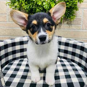 Pembroke Welsh Corgi