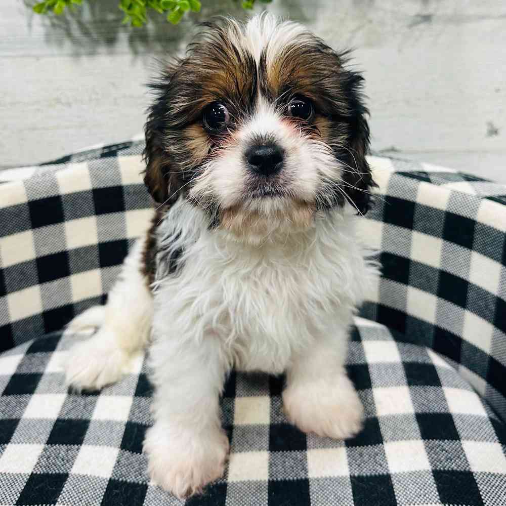 carousel pet images