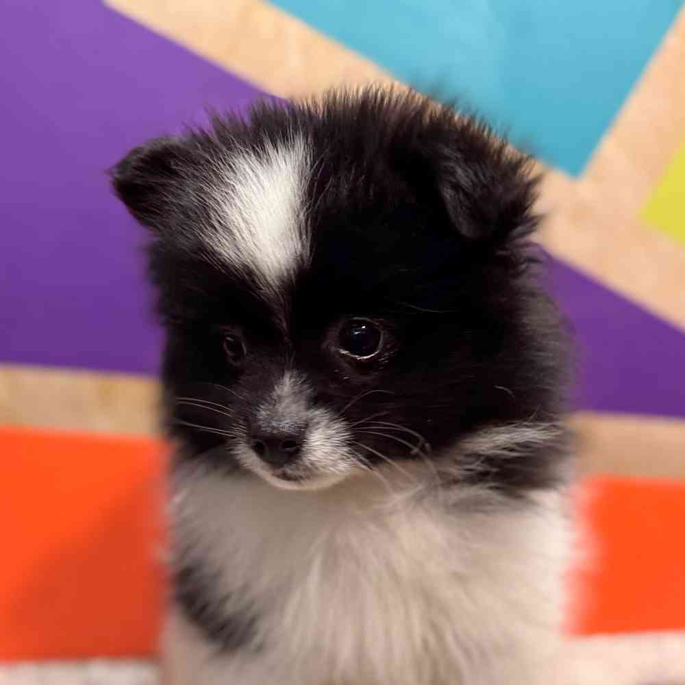 carousel pet images