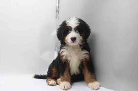 Mini Bernedoodle