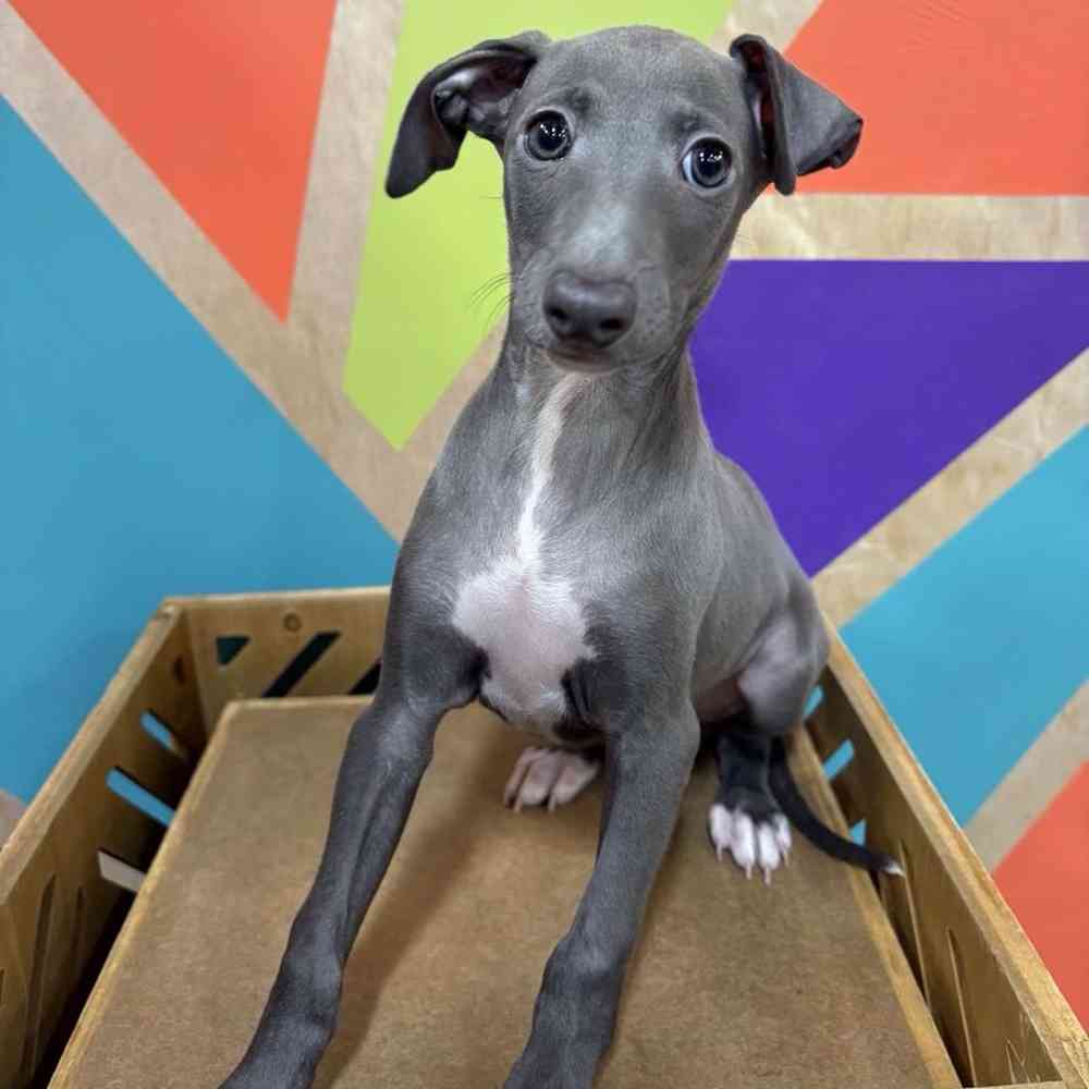 carousel pet images
