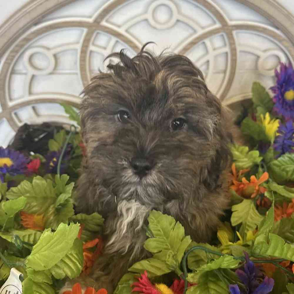 Male Shih-Poo Puppy for Sale in Rogers, AR