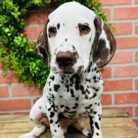 Dalmatian
