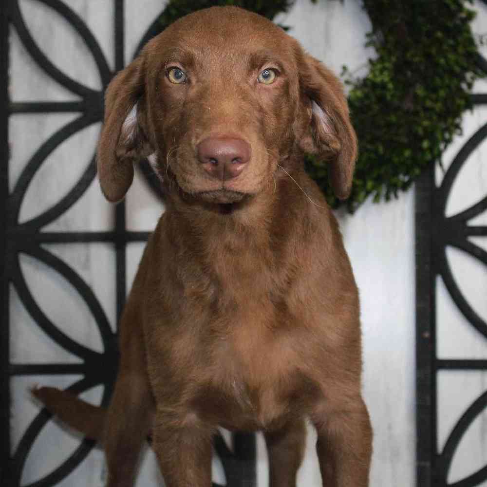 Female Labradoodle Puppy for sale