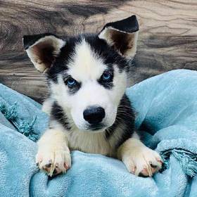 Siberian Husky