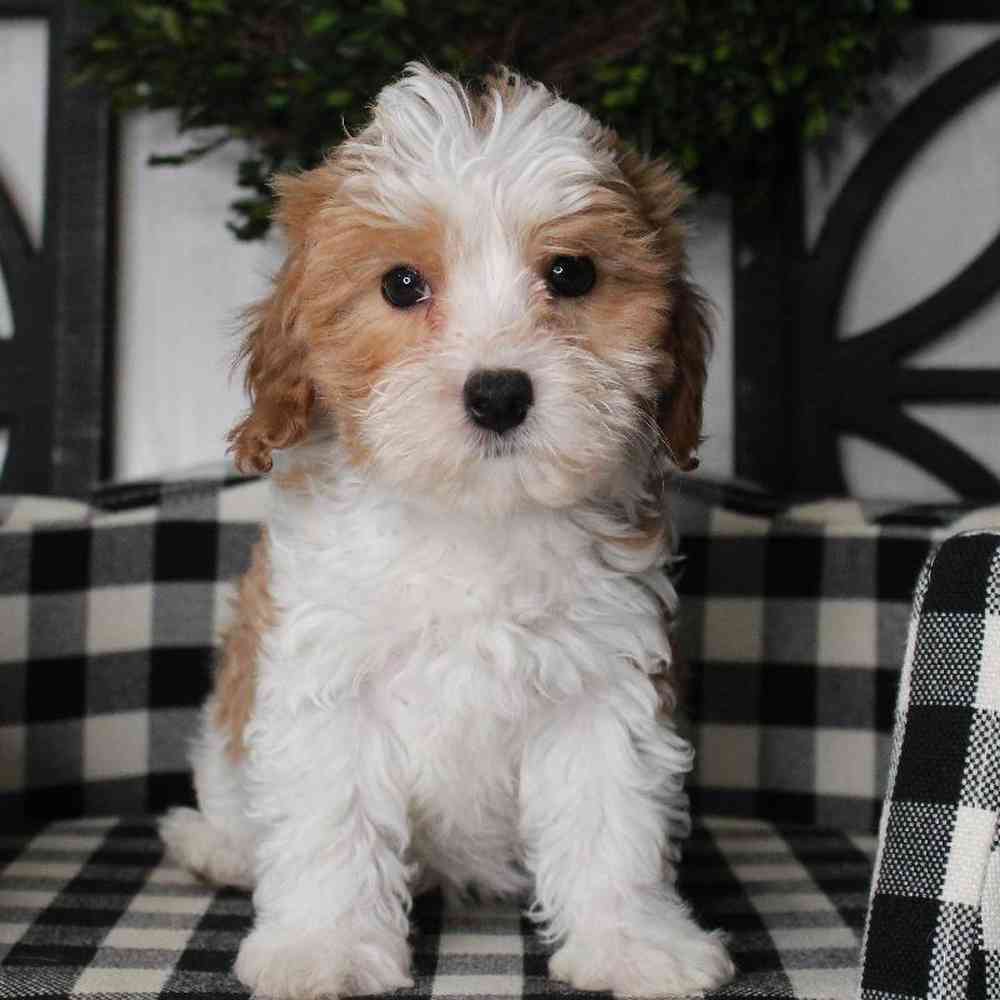 Female Cavapoo Puppy for sale