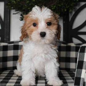 Cavapoo