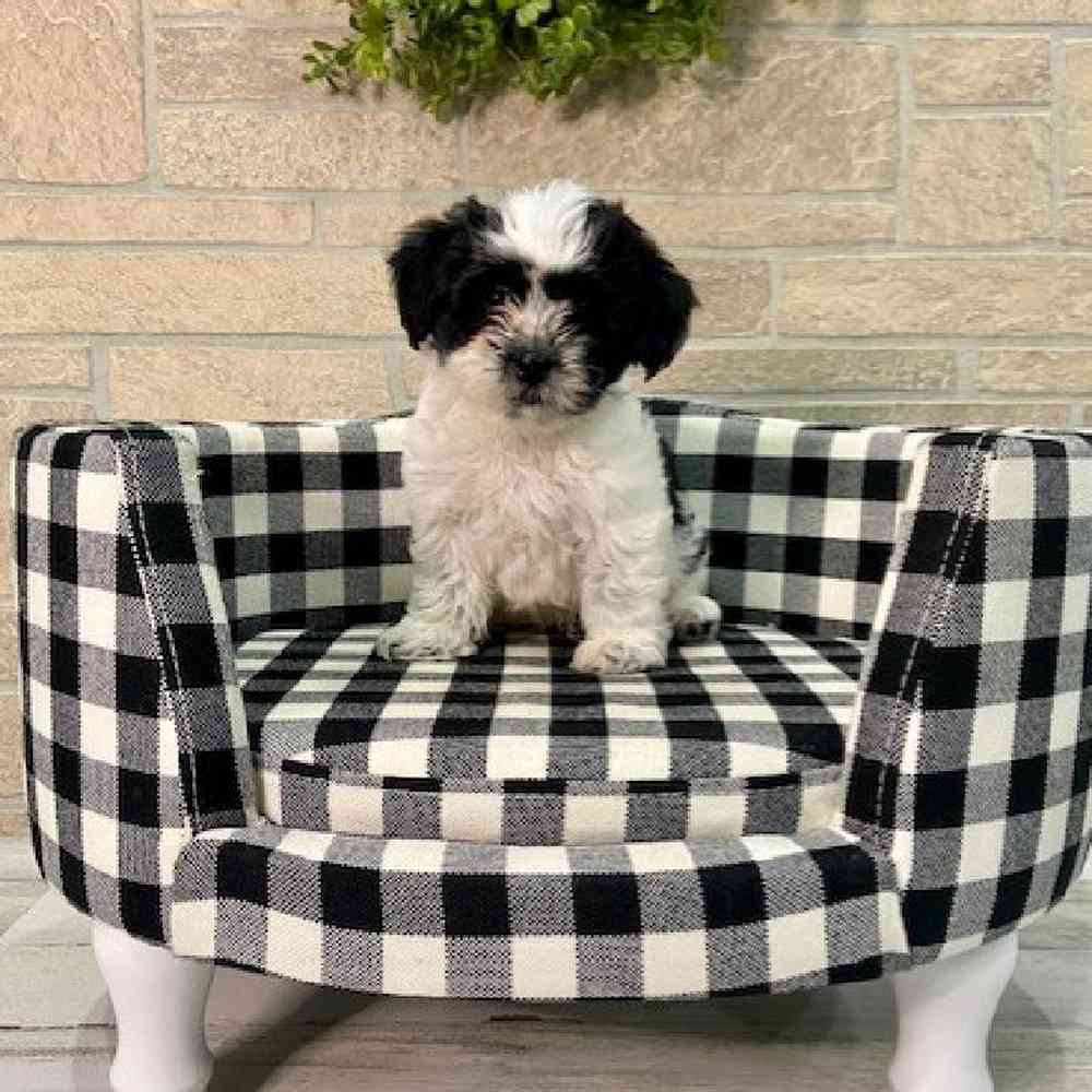 carousel pet images