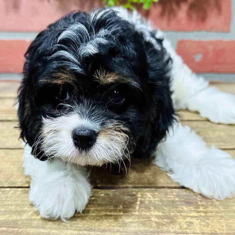 carousel pet images