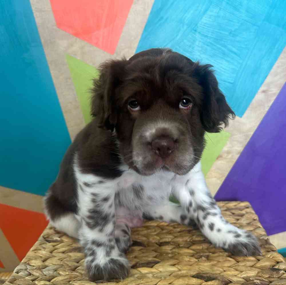 carousel pet images