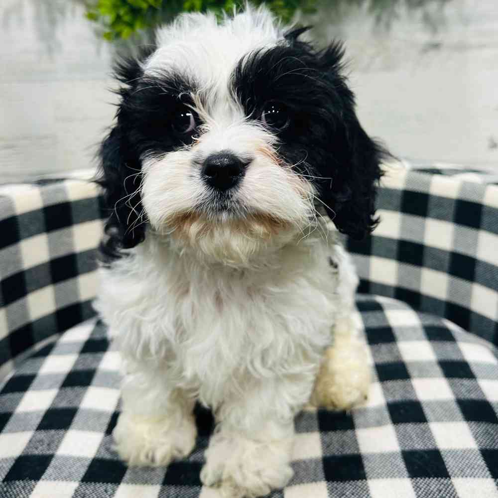 carousel pet images