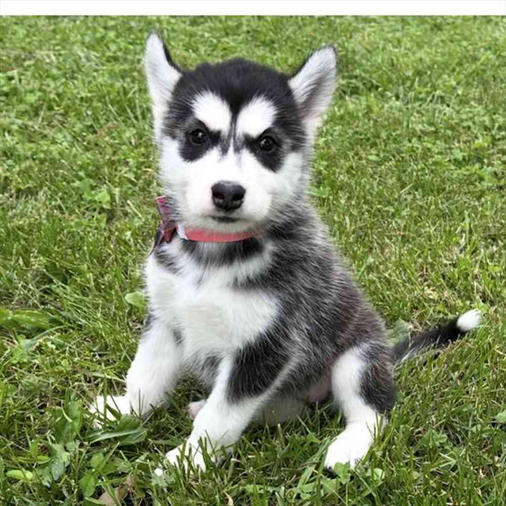 Image of a pet breed in the gallery