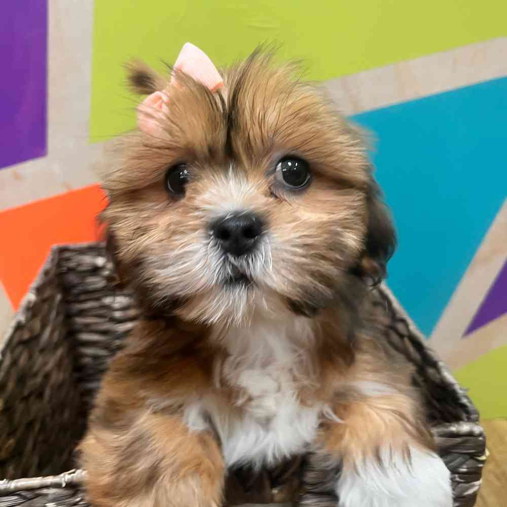 carousel pet images
