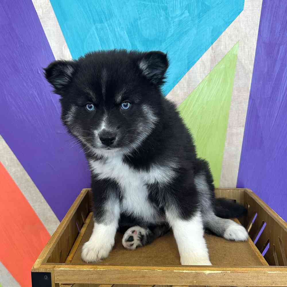 Image of a pet breed in the gallery