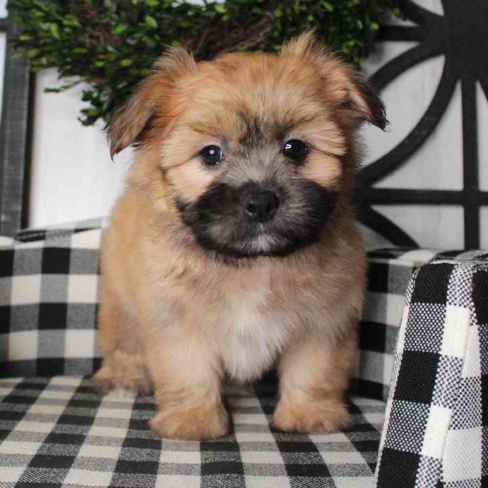 Male Shih Tzu-Pom Puppy for sale