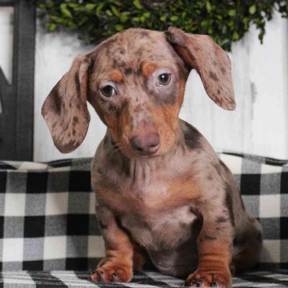 Male Dachshund Puppy for sale