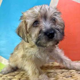 Morkie