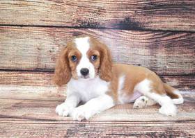 Cavalier King Charles Spaniel