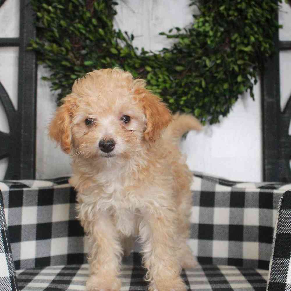 Female Cavapoo Puppy for sale