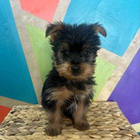 Yorkie