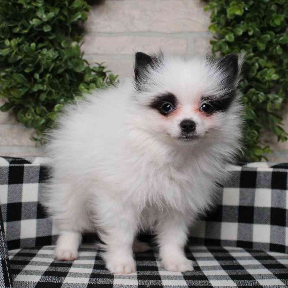 carousel pet images