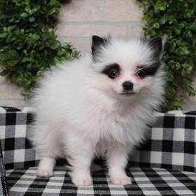 Pomeranian